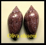 Oliva (Strephona) olssoni, Petuch & Sargent 1986